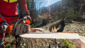 A-and-N-tree-felling